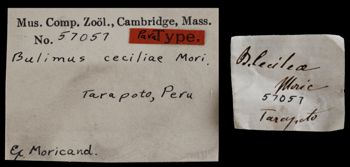 Media type: image;   Malacology 57057 Aspect: labels